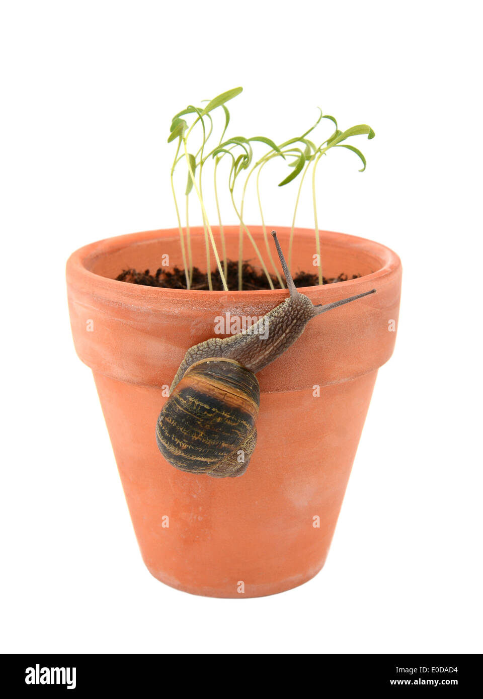 Escargot escalade un pot en terre cuite pour attaquer les jeunes plants, isolé sur fond blanc Banque D'Images