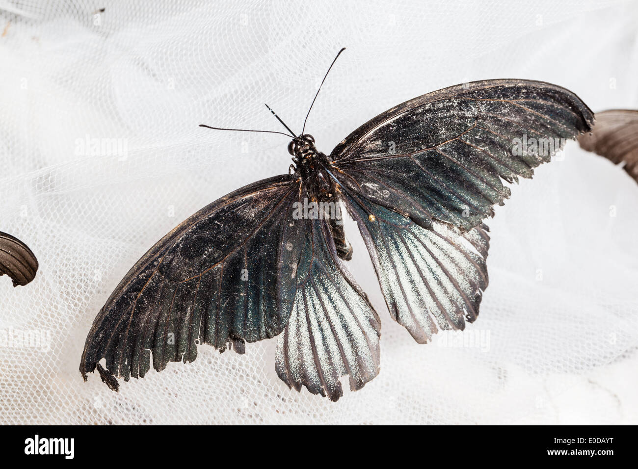 Le Grand Mormon Papilio memnon) est un grand papillon qui appartient à la famille swallowtail Banque D'Images