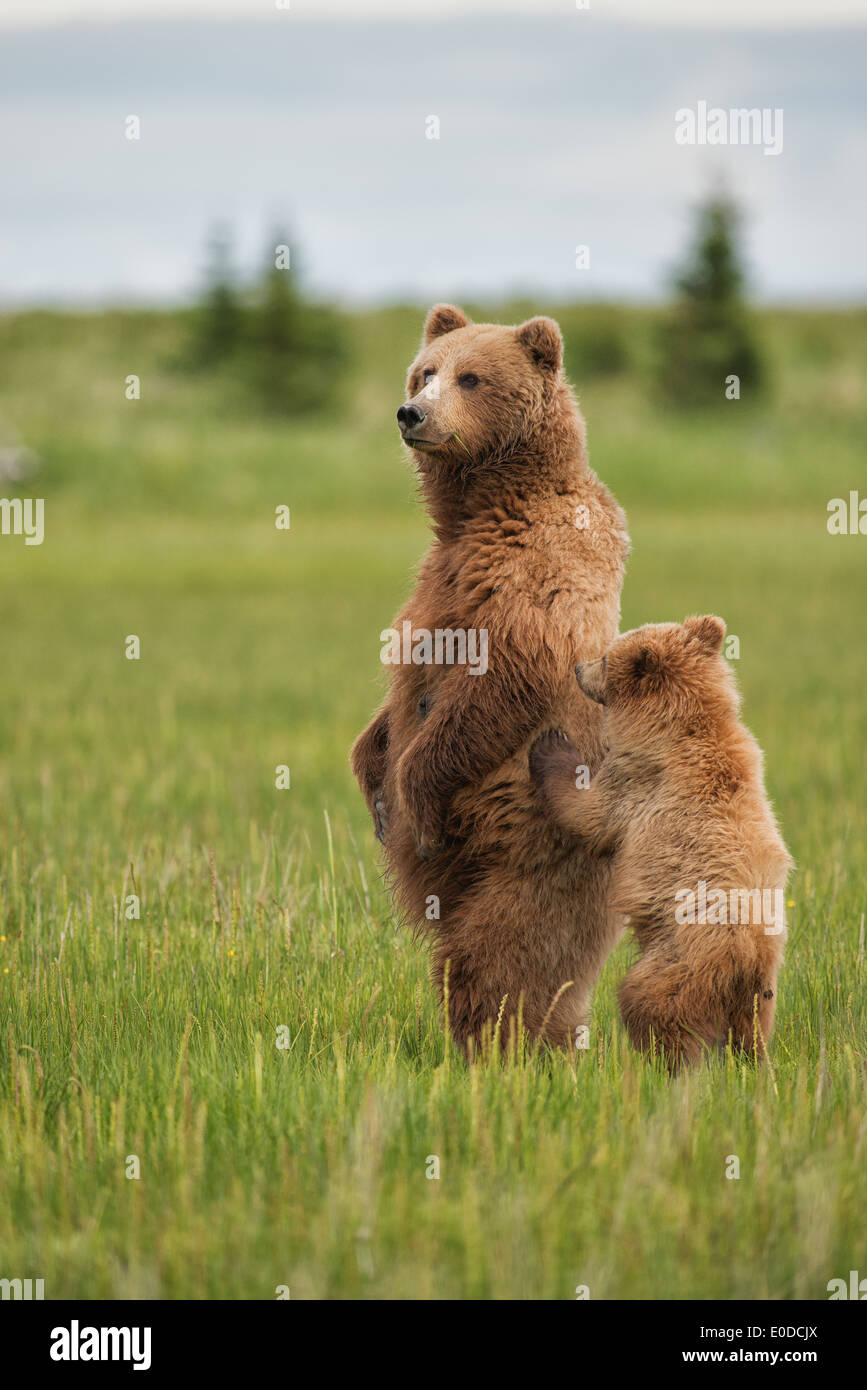 L'ours brun côtières debout dans un champ de carex dans Lake Clark National Park. Banque D'Images