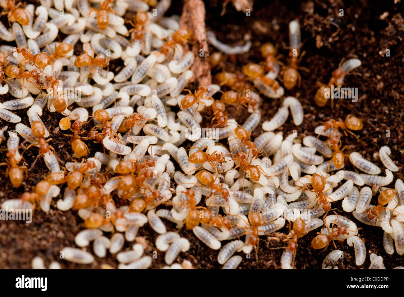 Red Fire Ant colony et larves - USA Banque D'Images