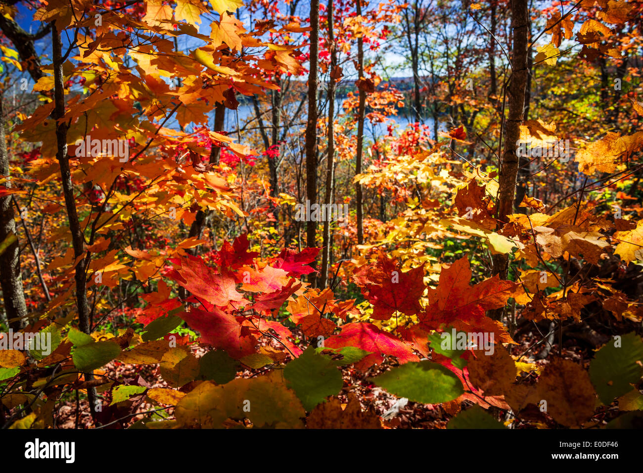 Le feuillage des arbres d'érable de l'automne coloré à l'automne forêt vu du sentier d'observation du parc Algonquin, Ontario, Canada. Banque D'Images