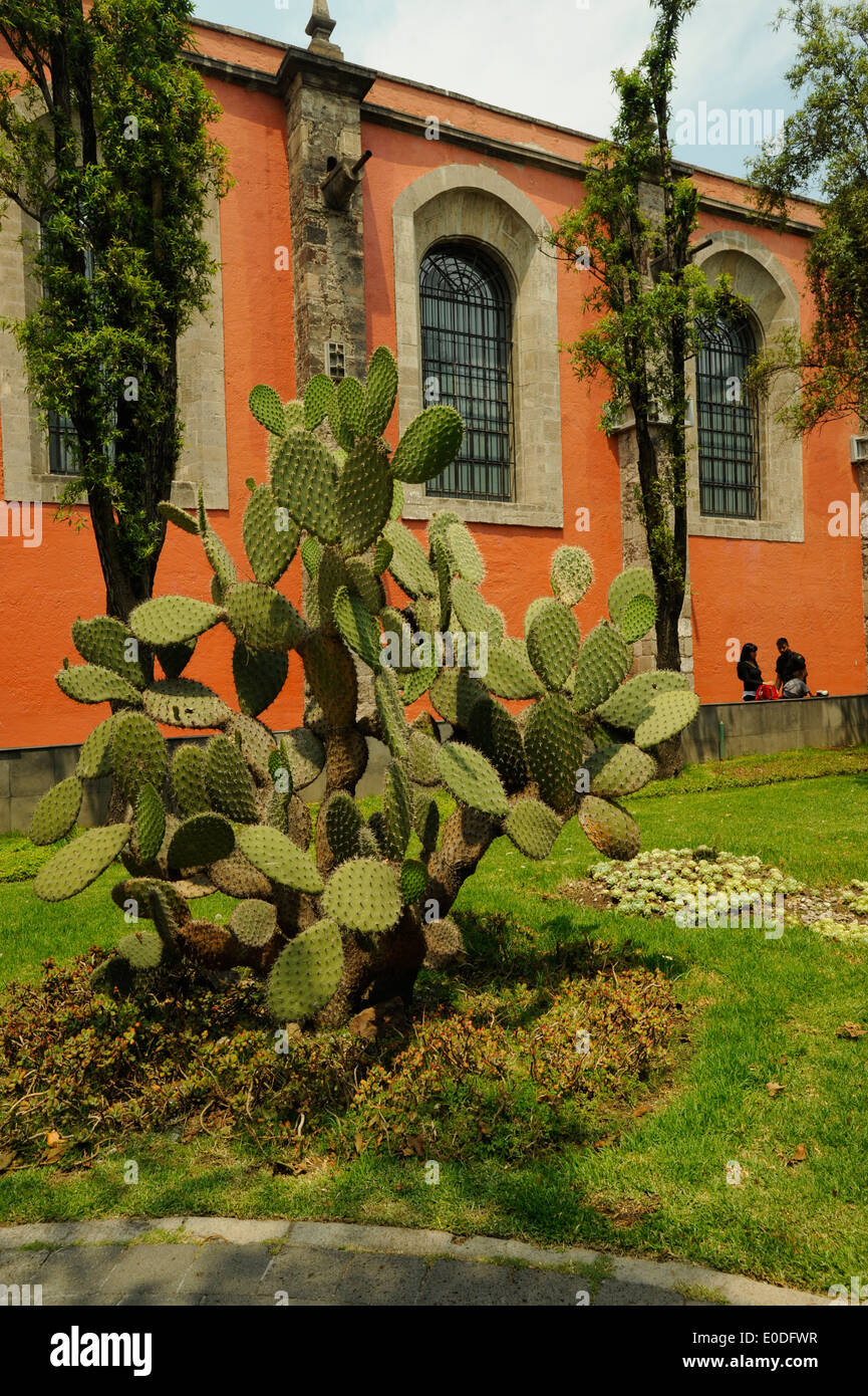 Palais National Botanic Garden, Mexico, Mexique 'Prickly Pear Cactus-' 'Opuntia humifusa' Banque D'Images