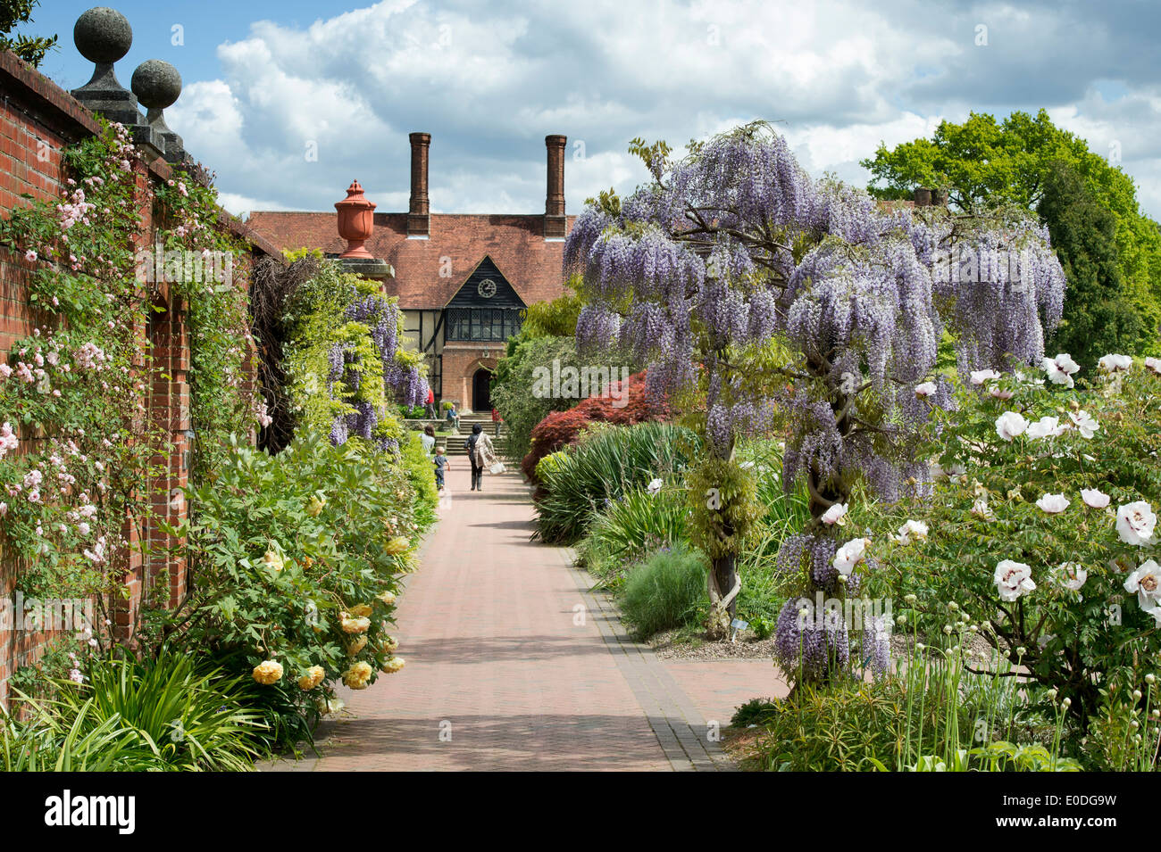 La floraison Wisteria floribunda domino à RHS Wisley Gardens, Angleterre Banque D'Images