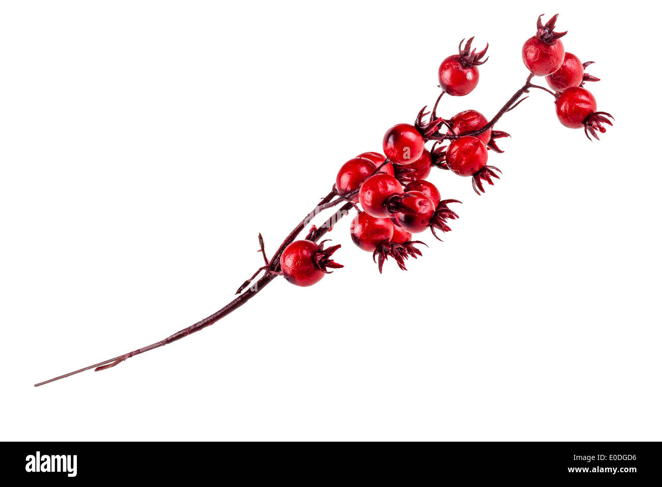 Une succursale de Noël rouge berry isolé sur fond blanc Banque D'Images