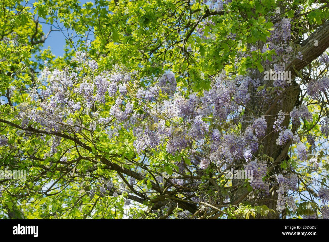 Wisteria floribunda à fleurs qui pousse près d'un arbre dans un jardin anglais Banque D'Images