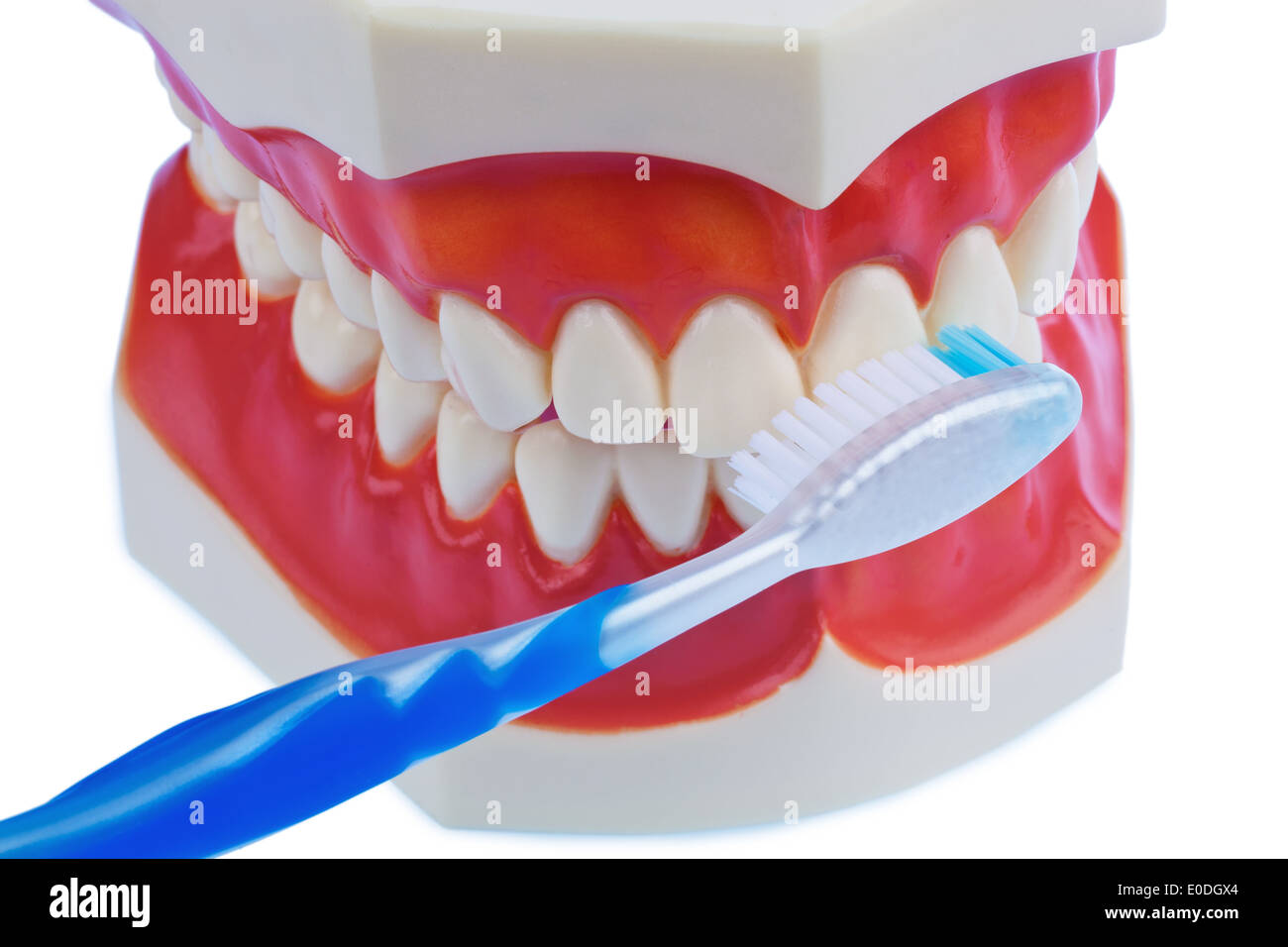 Un modèle de soins dentaires avec brosse à dents avec la dent propre.  Nettoyage dentaire empêche la carie. Zahnmodell Zahnbuerste, Ein mit beim  Zaehn Photo Stock - Alamy