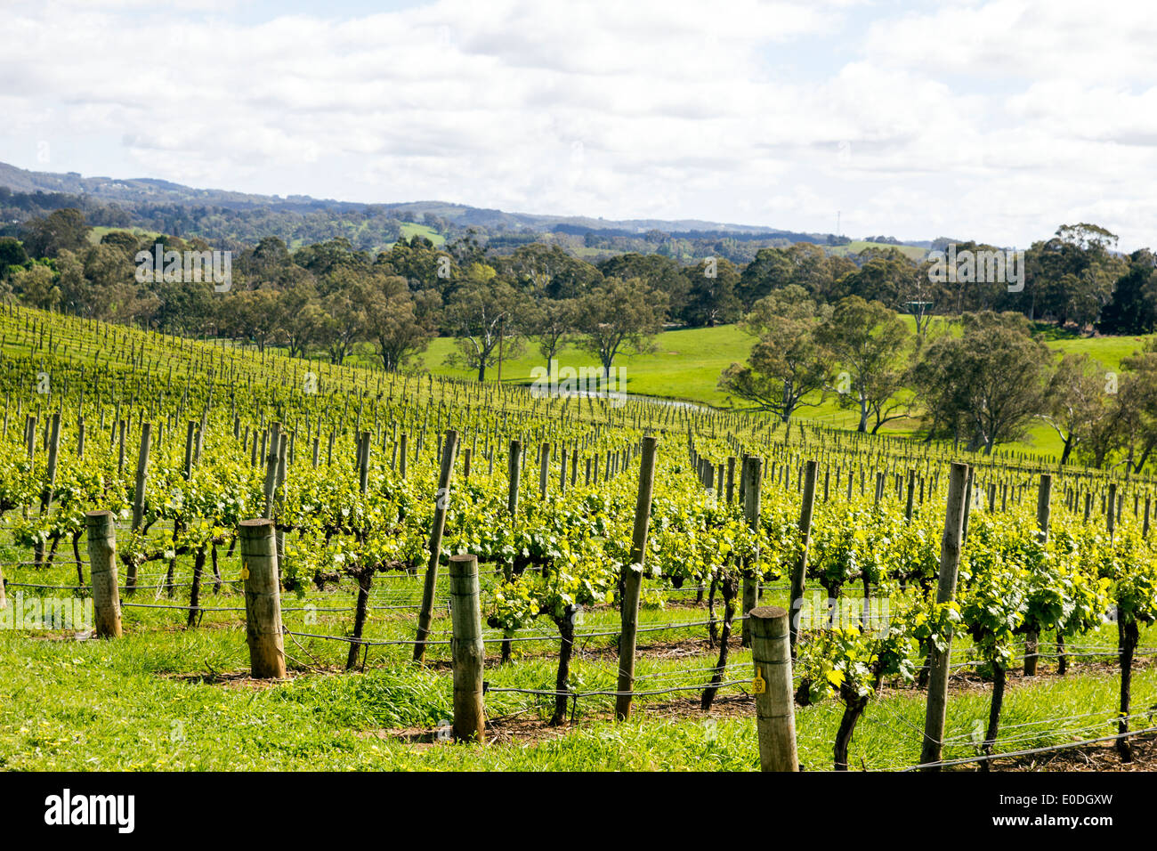 Vignobles dans les collines d'Adélaïde en Australie. La région est un vin de la région. Banque D'Images
