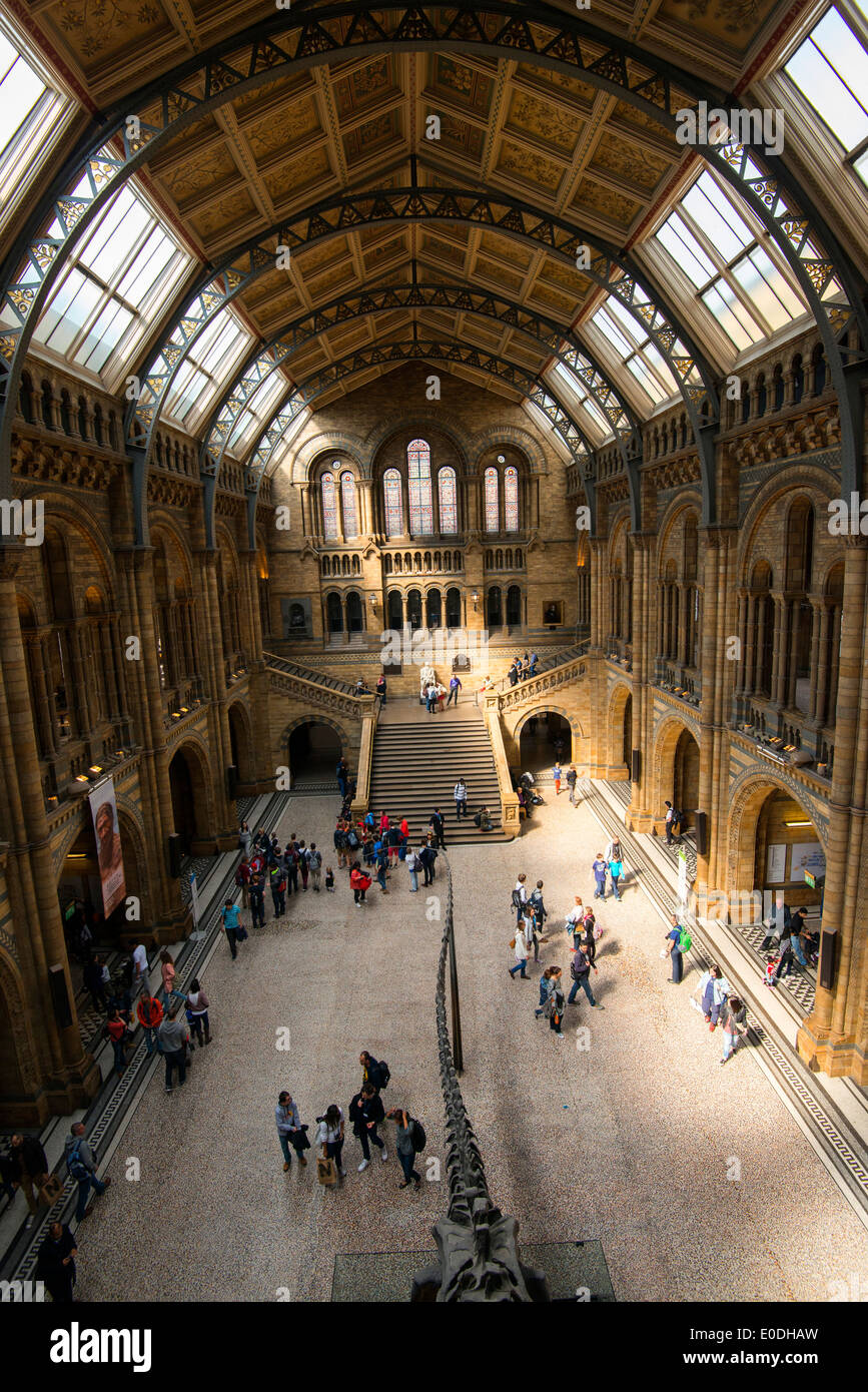 Un arbre de lumière à l'intérieur de l'histoire naturelle de Londres Angleterre Royaume-uni Banque D'Images