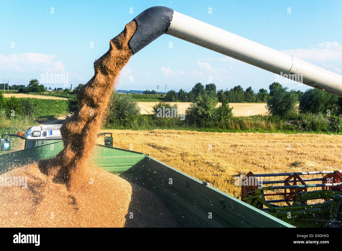 Un champ de céréales avec du blé à la récolte. Une moissonneuse-batteuse au travail., Ein Getreidefeld mit Weizen bei der Ernte. Ein Maeh Banque D'Images