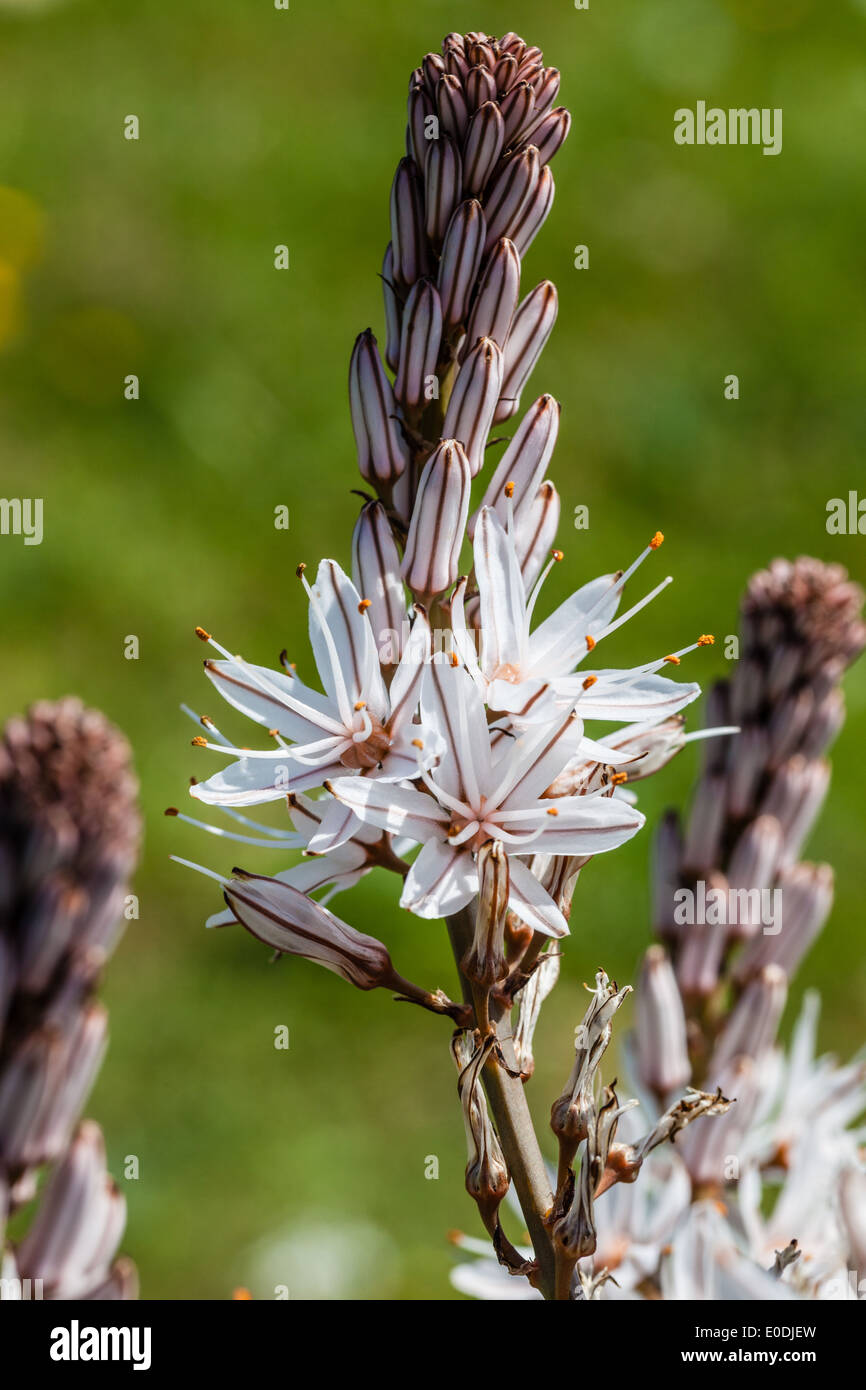 Asphodelus ramosus, également connu sous le nom de branches asphodel, est une herbacée vivace dans l'ordre. Brassicoideae Banque D'Images
