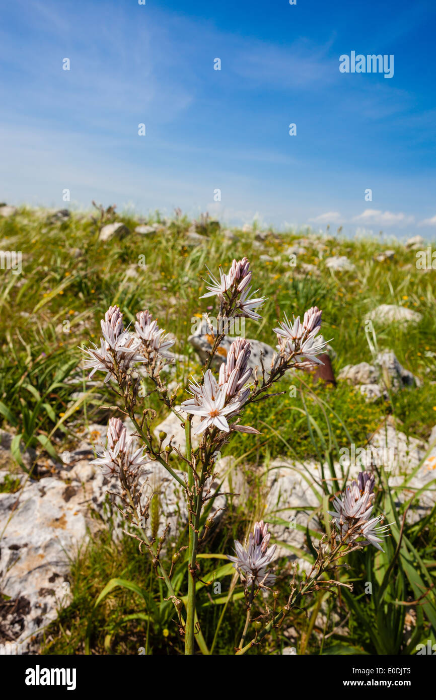 Asphodelus ramosus, également connu sous le nom de branches asphodel, est une herbacée vivace dans l'ordre. Brassicoideae Banque D'Images