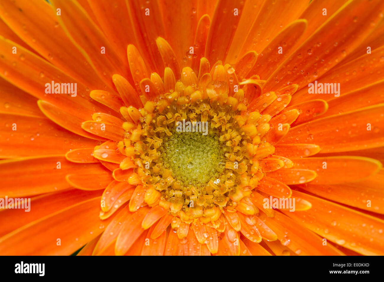 Un beau gros plan de fleurs gerbera orange Banque D'Images