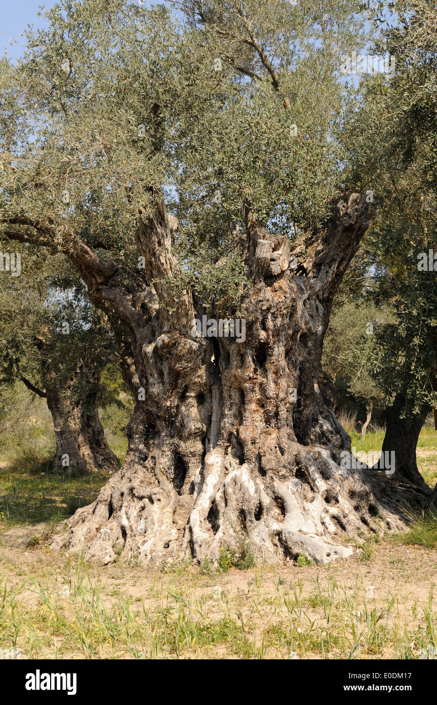 Olsest olivier dans le Monument Olivier site près de Guzulyrt ou Morphu Chypre du Nord Banque D'Images