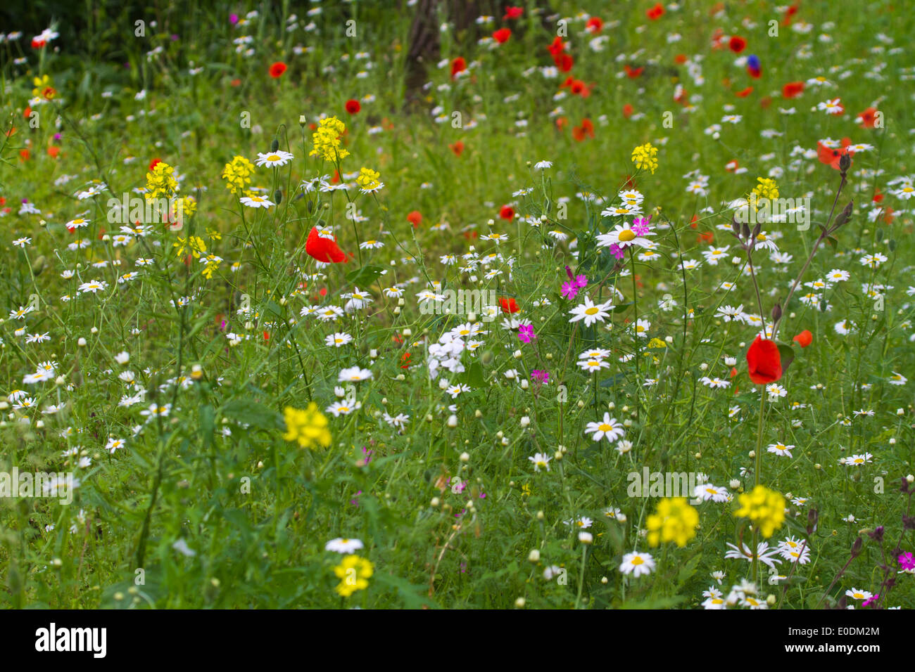 Pré de fleurs sauvages de l'UK avec oxeye daisy et de pavot Banque D'Images