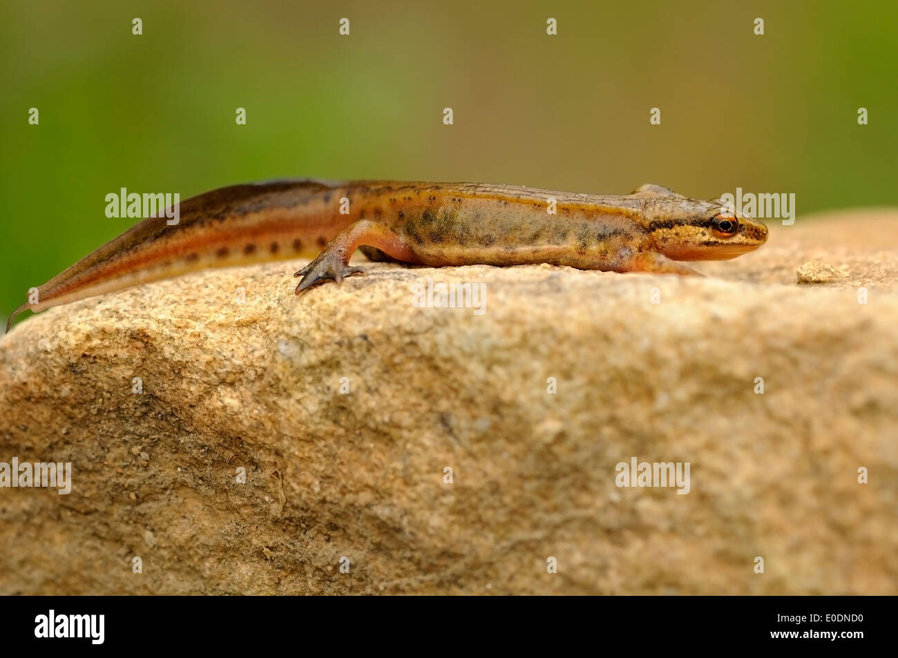 Portrait d'horizontale, Lissotriton helveticus triton palmé, marcher sur une pierre. Banque D'Images