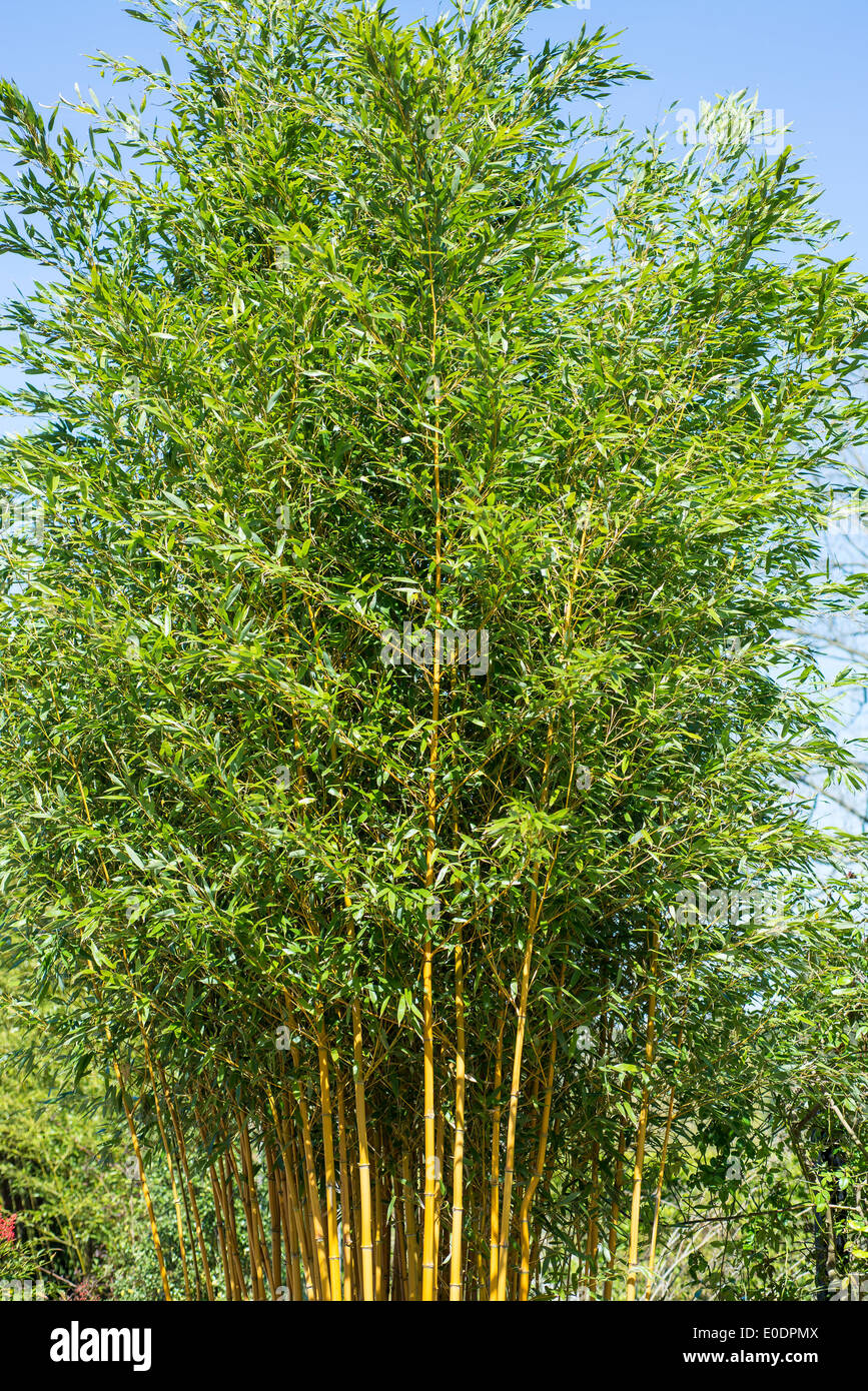 Bambous, Phyllostachys aureosulcata aureocaulis f Banque D'Images