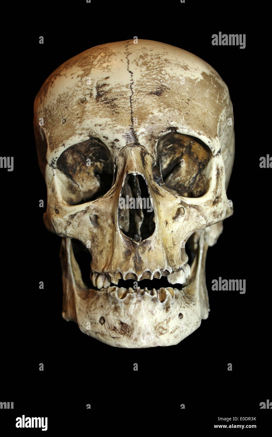 Crâne Humain de gladiateur romain Vue avant Banque D'Images