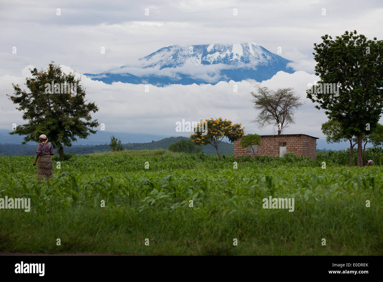 Mt. Kilimandjaro - Tanzanie, Afrique de l'Est. Banque D'Images