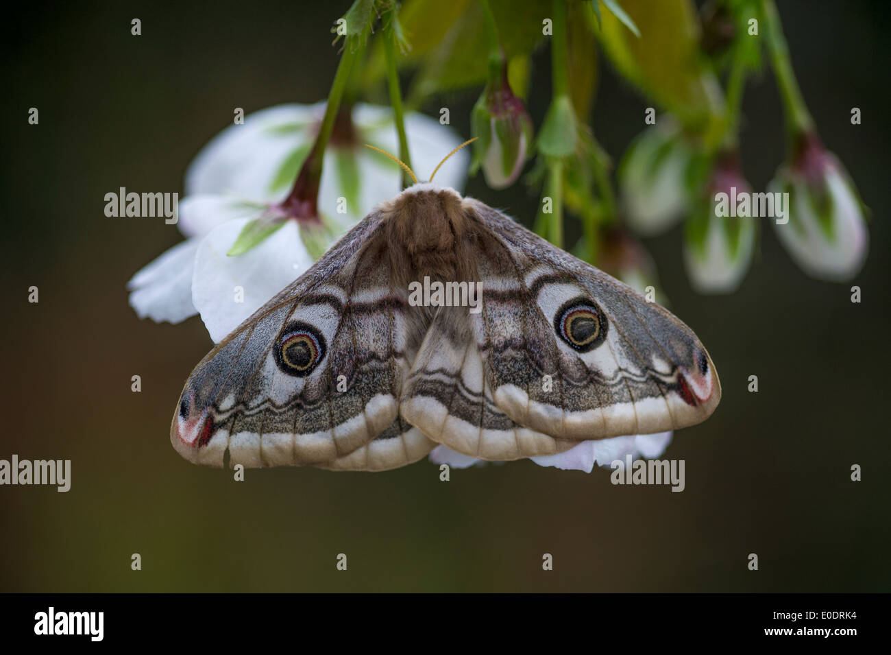 Papillon empereur, Saturnia pavonia, Femme Banque D'Images