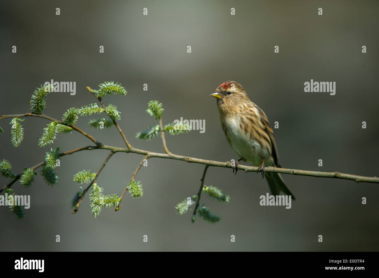 Moindre Sizerin flammé, Carduelis cabaret Banque D'Images