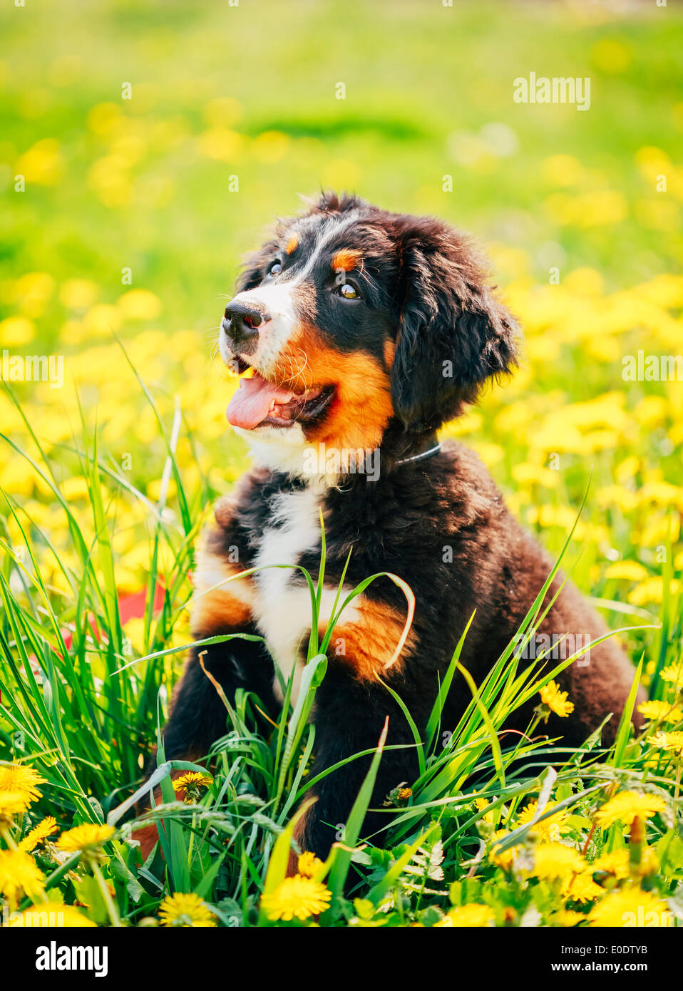 Bouvier Bernois (Berner Sennenhund) Puppy Sitting in Green Grass Outdoor Banque D'Images