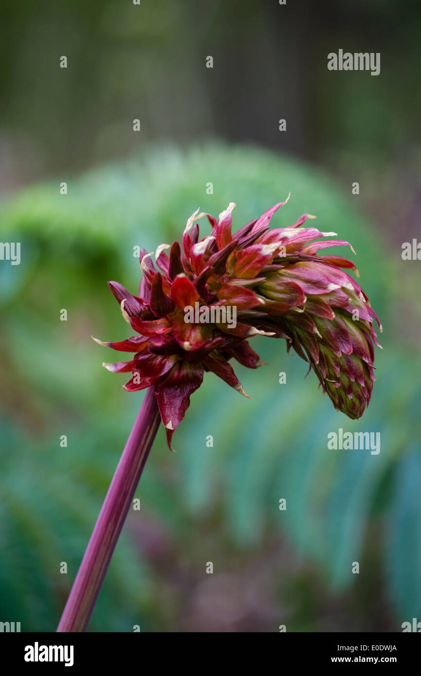 Melianthus major- fleur miel géant Banque D'Images