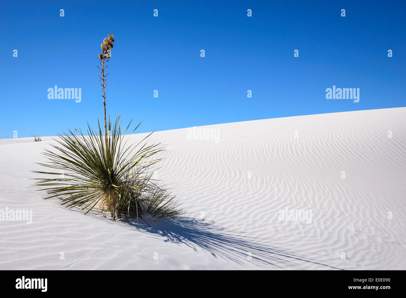 Yucca sur dune de sable, White Sands National Monument, Nouveau-Mexique. Banque D'Images