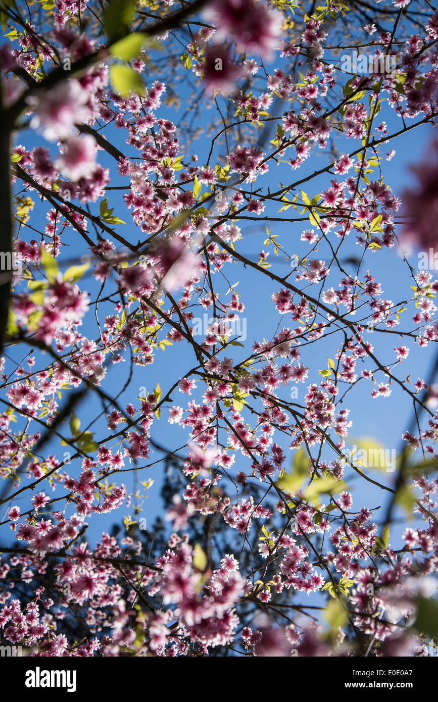 Fuji Cherry, Prunus incisa 'Oshidori' la floraison au printemps Banque D'Images