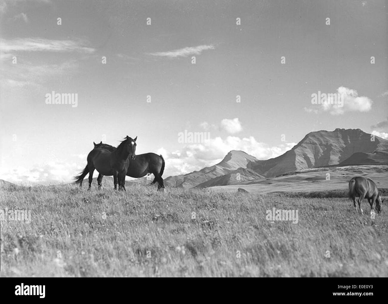 Chevaux dans une prairie dans le sud de l'Alberta Foothills Banque D'Images