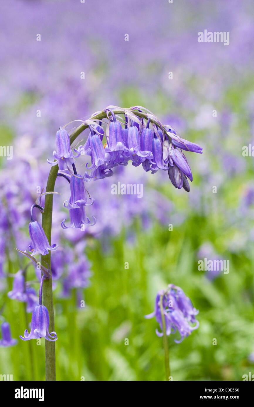 Hyacinthoides non scripta. Anglais bluebell flowers. Banque D'Images
