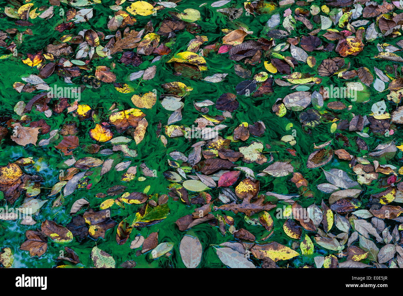 Les feuilles d'automne dans un étang d'algues vertes. Banque D'Images