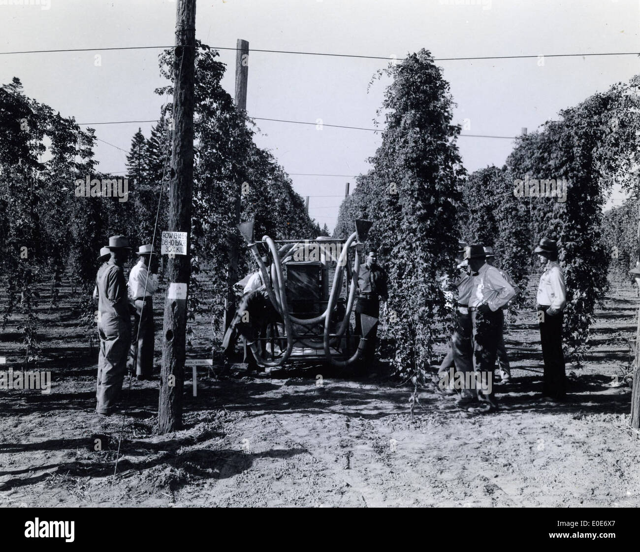 Hop expérimental Duster, 1941, Champ de houblon Jour Banque D'Images