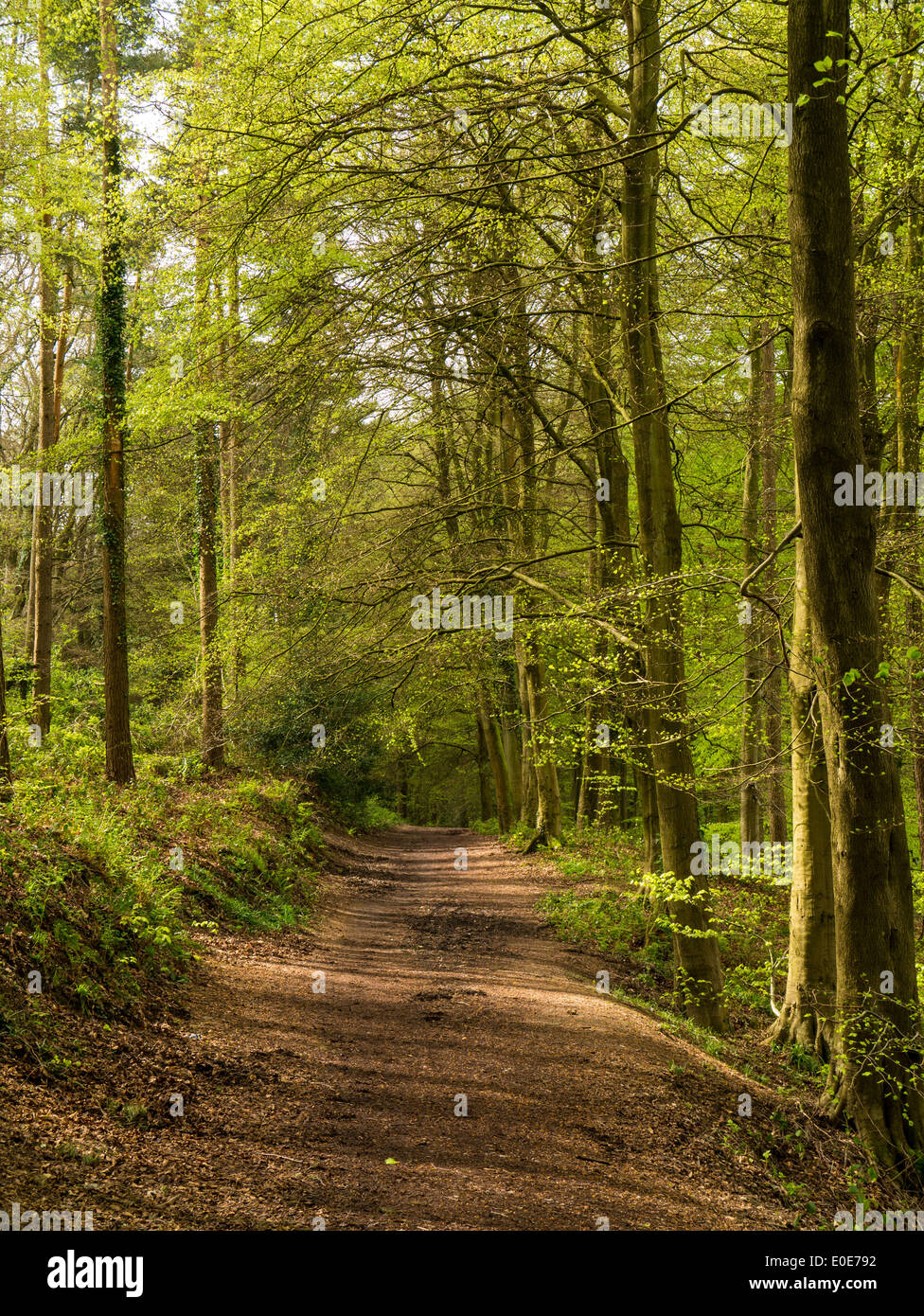 Chemin des bois dans la forêt de Dean, près de Coleford, UK Banque D'Images