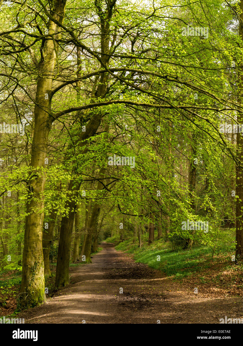 Chemin à travers woodland à Symonds Yat, près de Coleford, forêt de Dean, UK Banque D'Images Chemin à travers woodland à Symonds Yat, près de Coleford, forêt de Dean, UK Banque D'Images