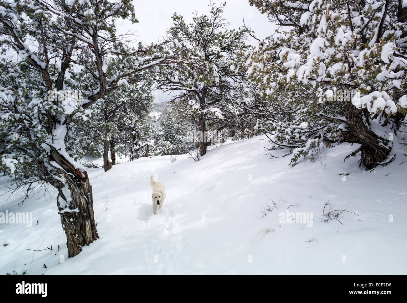 Chiens Golden Retriever de couleur Platinum Play en pleine tempête sur le petit sentier Arc-en-ciel, juste en dehors de Salida, Colorado, USA Banque D'Images