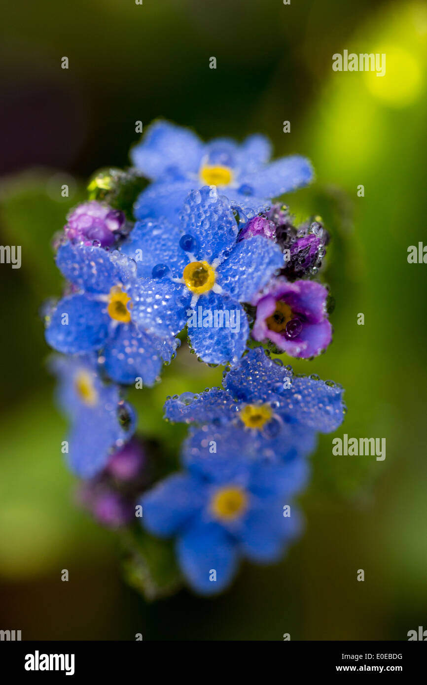 Myosotis sylvatica (bois forget-me-not) avec la rosée du matin ( optique macro ) Banque D'Images