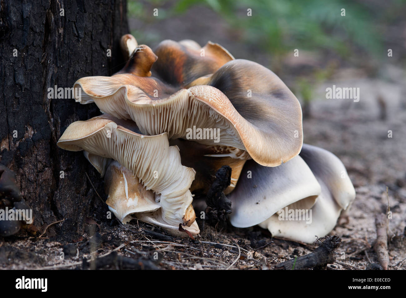 Ce que l'Australian Ghost (Omphalotus nidiformis champignon) qui brille dans le noir, la nuit se présente comme en plein jour Banque D'Images