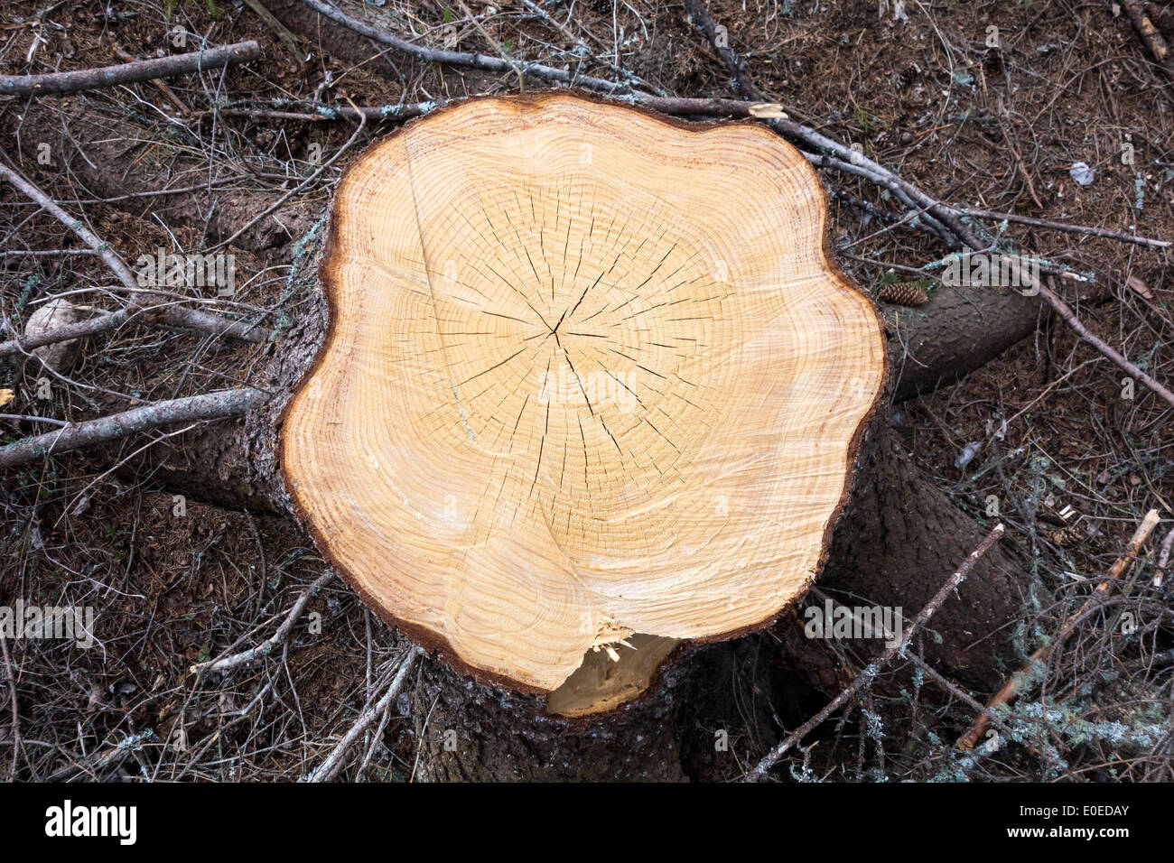 Couper des arbres dans la forêt Banque D'Images