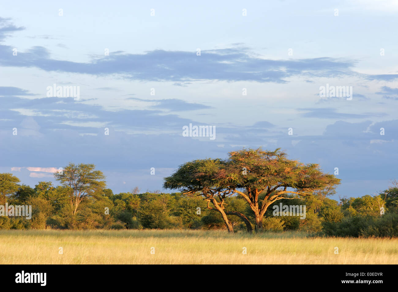 Paysage africain avec une belle Acacia (Acacia erioloba), le parc national de Hwange, Zimbabwe, Afrique du Sud Banque D'Images