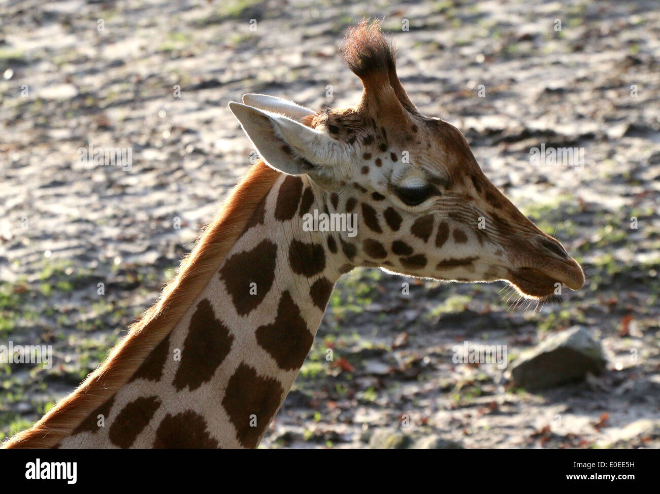Close-up de tête d'une girafe de Rothschild alias Baringo ougandais ou Girafe (Giraffa camelopardalis) sur la savane d'un zoo Banque D'Images