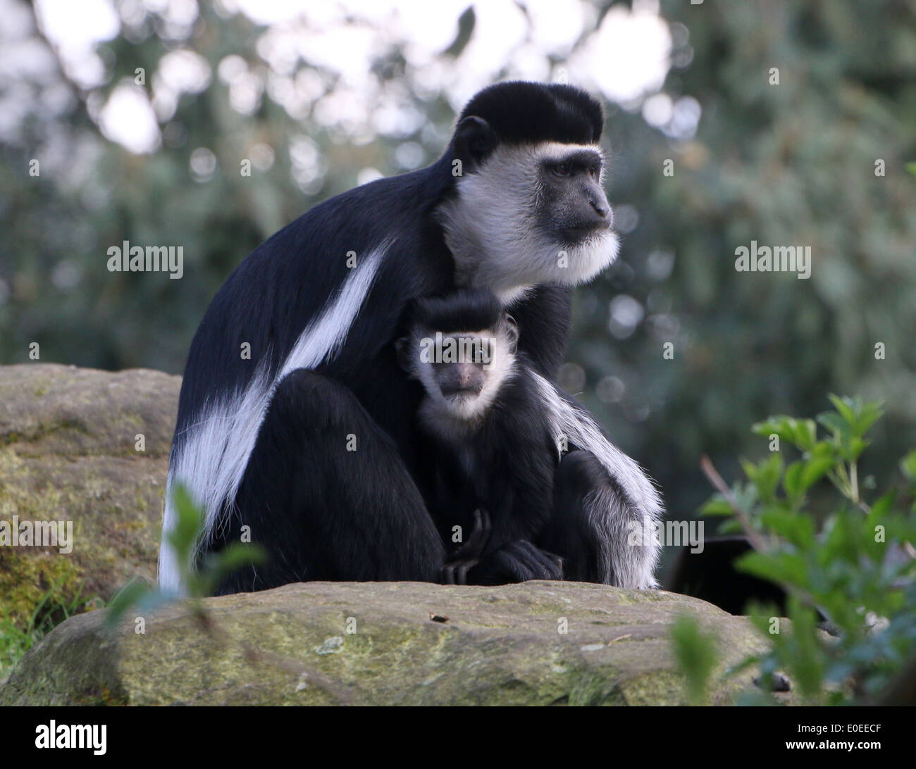 Libre d'un parent fuligineux guereza avec youngster (alias l'est le noir et blanc (Colobus guereza colobus monkey) ) Banque D'Images