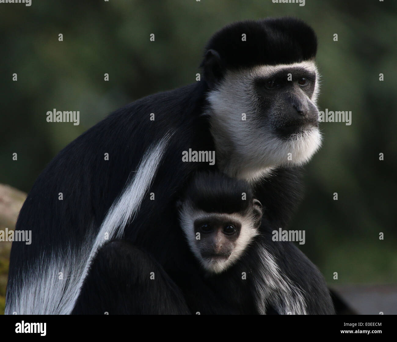 Libre d'un parent fuligineux guereza avec youngster (alias l'est le noir et blanc (Colobus guereza colobus monkey) ) Banque D'Images