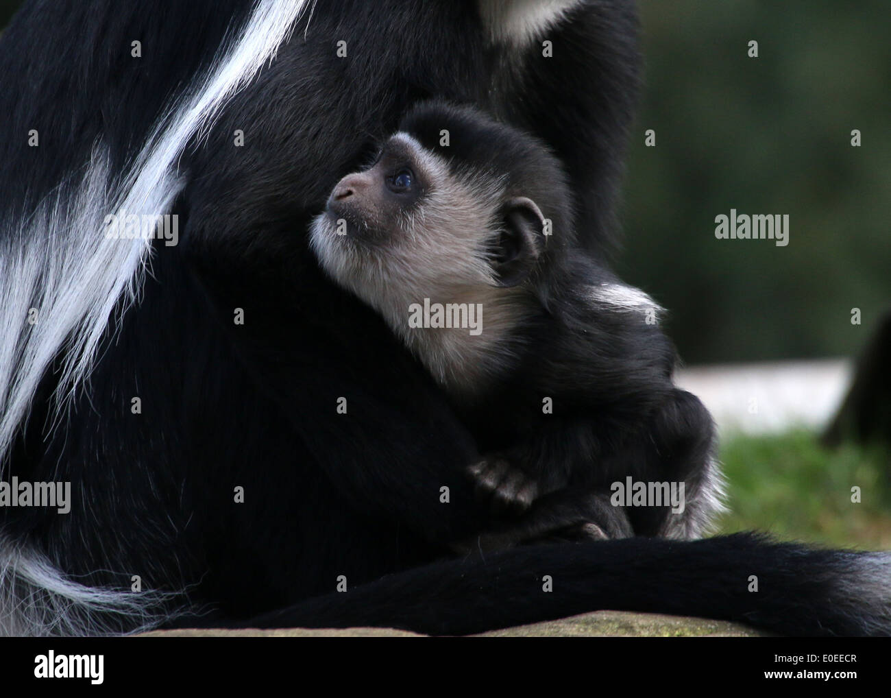 Manteau bébé guereza alias l'est le noir et blanc (Colobus guereza colobus  monkey Photo Stock - Alamy