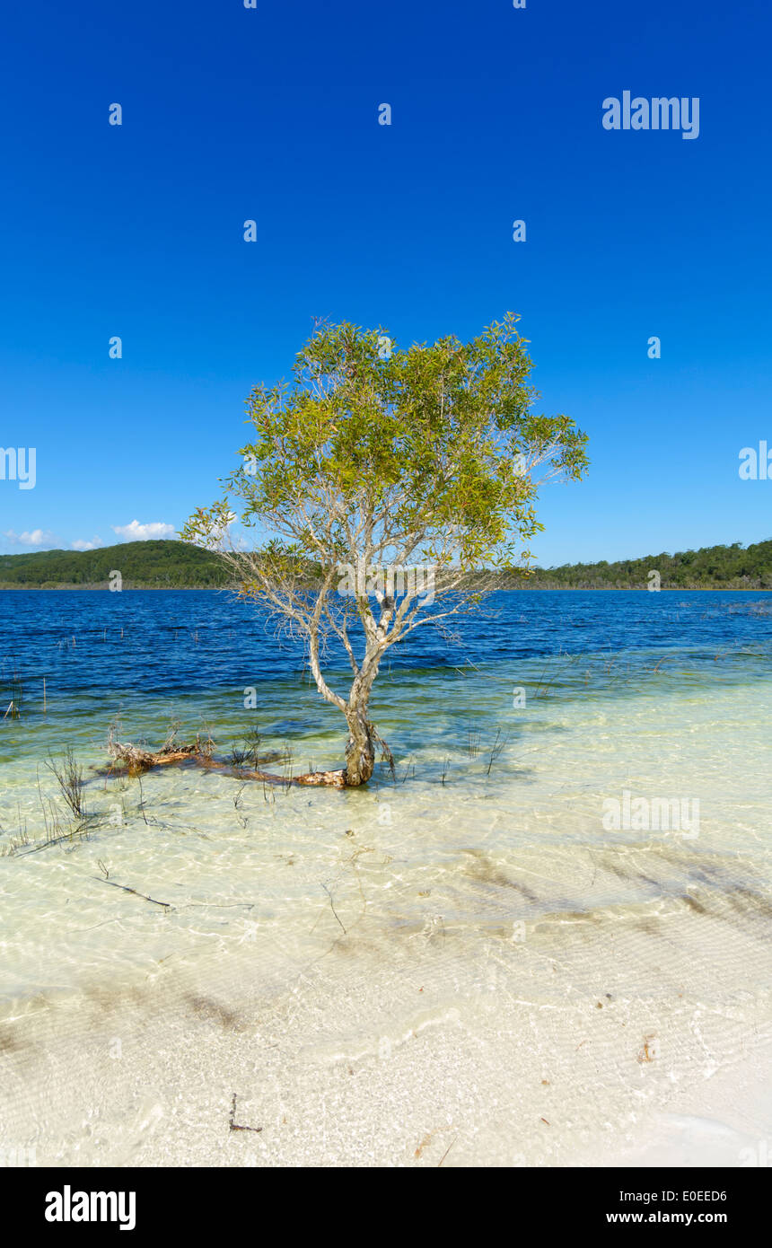 Lac Birrabeen, Mangrove gris, Fraser Island, Queensland, Queensland, Australie Banque D'Images