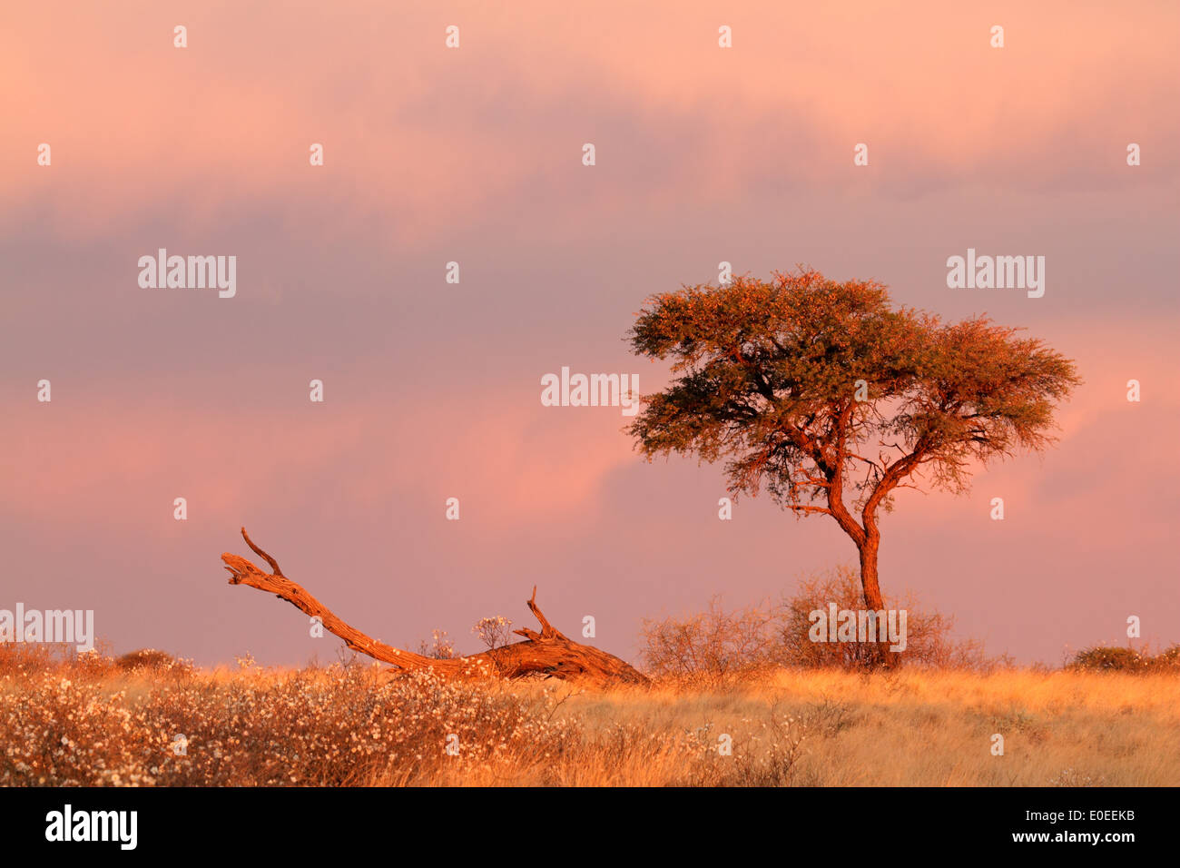 Paysage désertique avec un acacia et ciel nuageux au coucher du soleil, désert du Kalahari, Afrique du Sud Banque D'Images