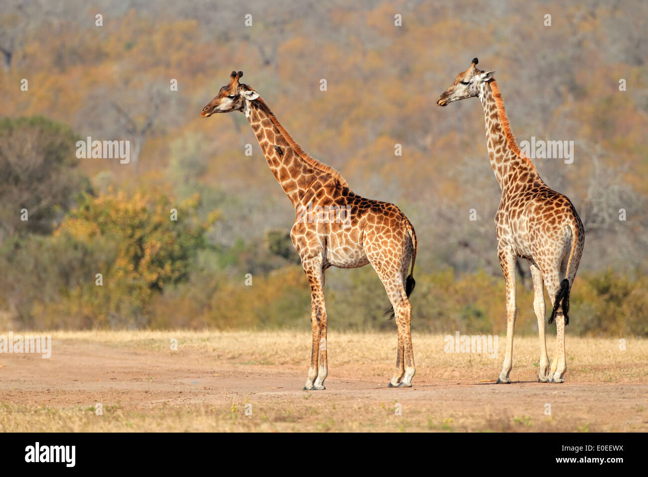 Deux girafes (Giraffa camelopardalis) dans la savane africaine Banque D'Images