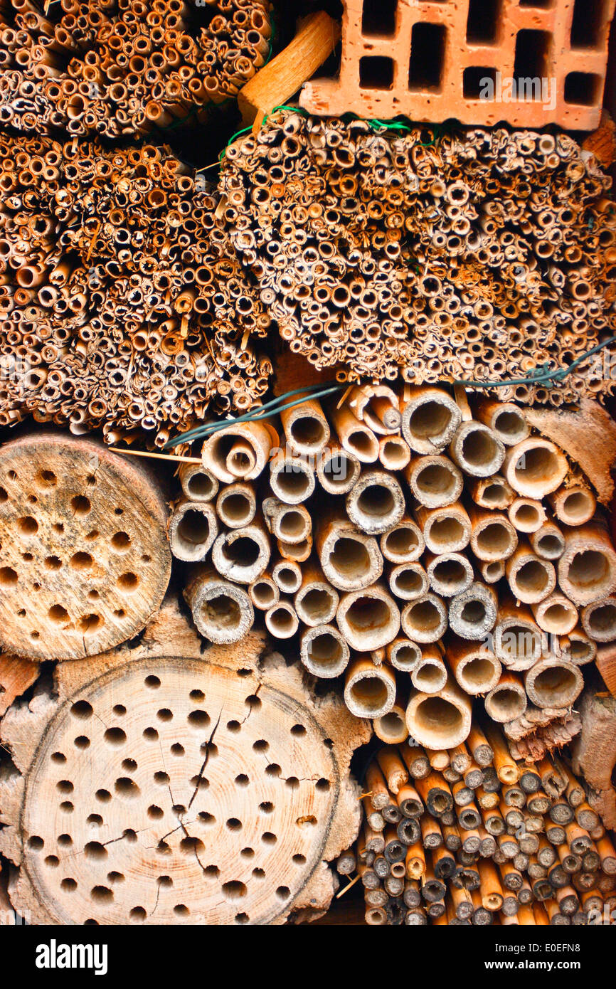 Un nichoir pour diverses espèces d'abeilles et de guêpes mis en place en Allemagne dans une réserve naturelle. Banque D'Images