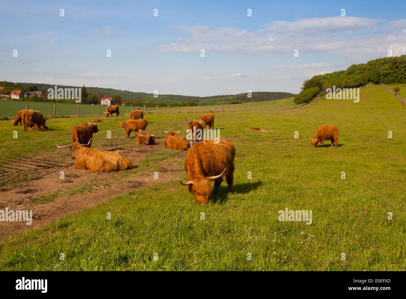 Le troupeau d'Aberdeen Angus mange de l'herbe sur spring meadow Banque D'Images