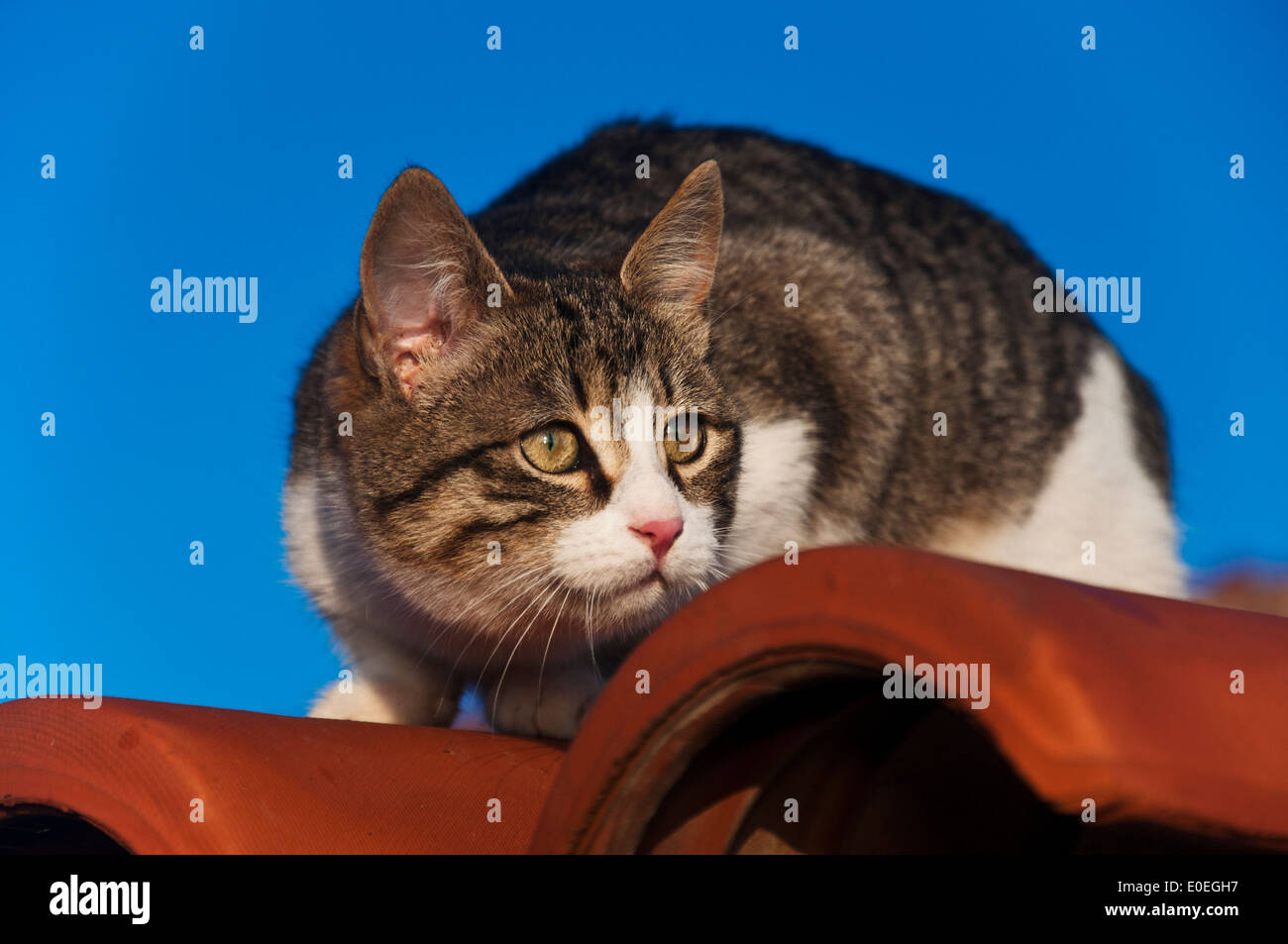 Chat assis sur un toit contre le ciel bleu Banque D'Images