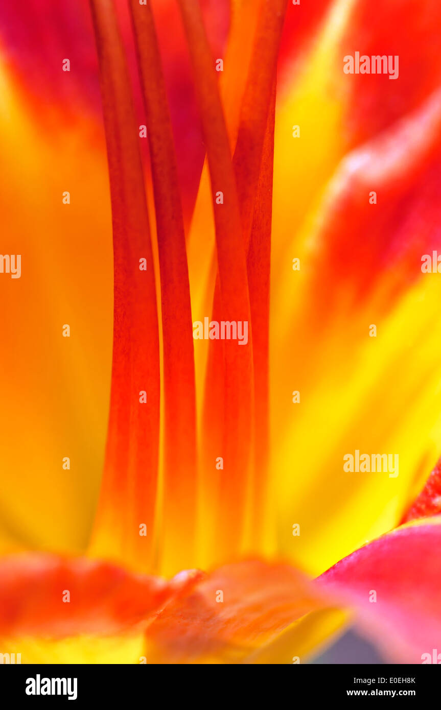 Macro d'hémérocalles (Hemerocallis fulva Orange) Banque D'Images